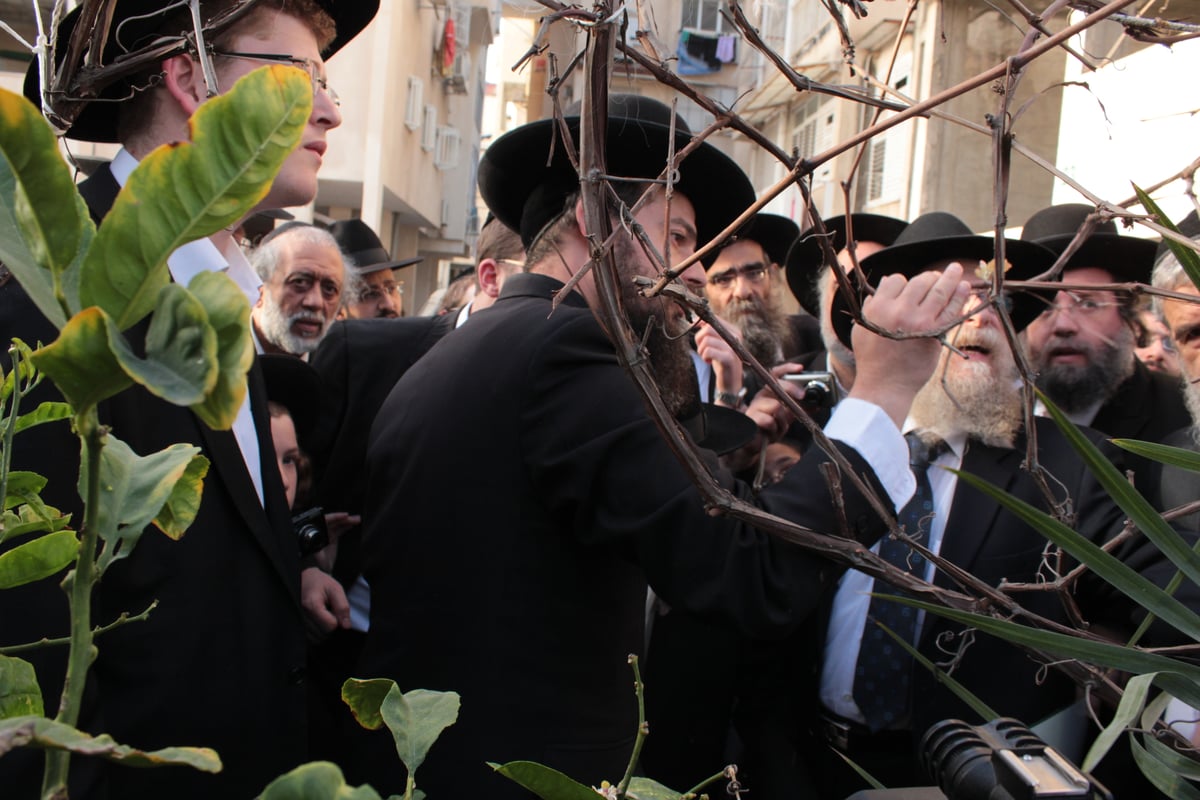 צפו בוידאו ותמונות: מרן הגראי"ל שטיינמן בברכת האילנות