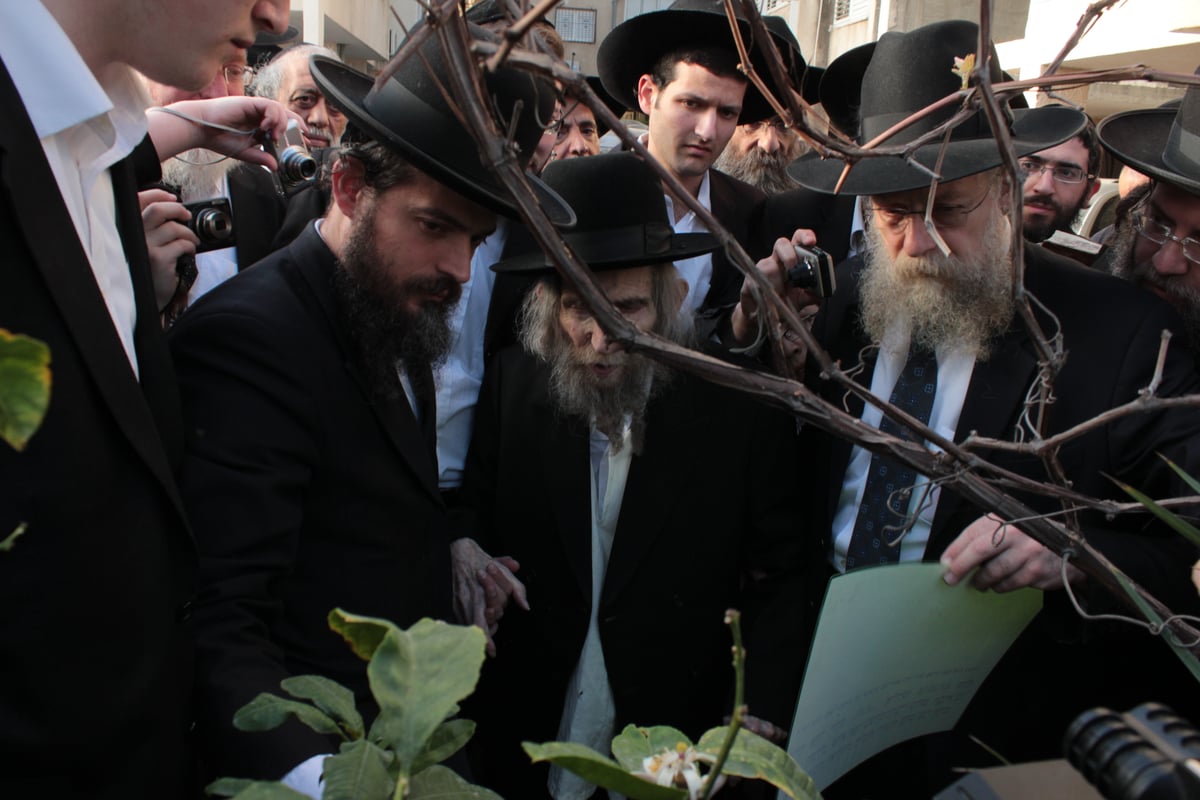 צפו בוידאו ותמונות: מרן הגראי"ל שטיינמן בברכת האילנות