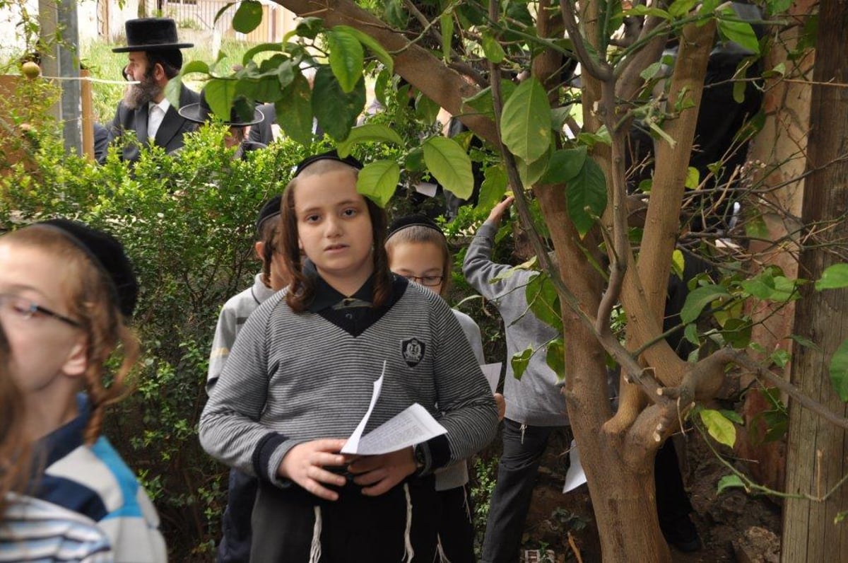 האדמו"ר מנדבורנה בברכת האילנות • גלריה