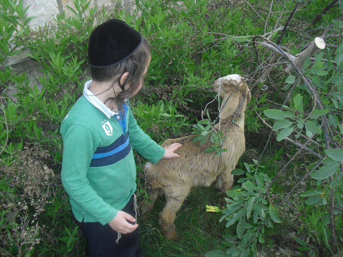 ערב החג: מאות תרגלו הקרבת קורבן פסח