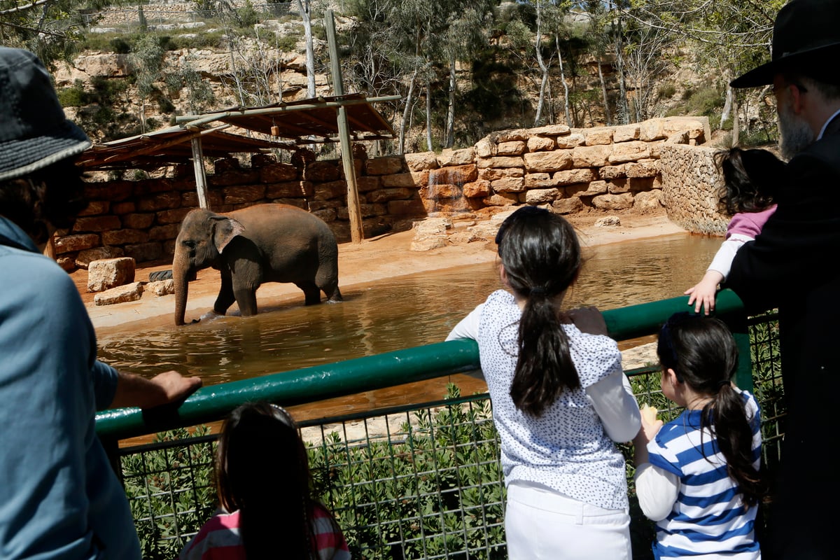 חול המועד: אלפים יצאו לבלות בפארקים • צפו בגלריה