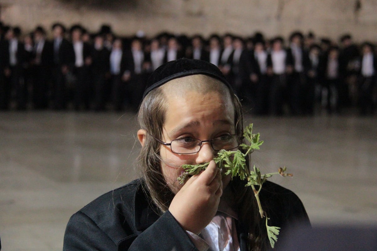 מוצאי חג השבועות בכותל המערבי: מעגל אחד, אלפי רוקדים