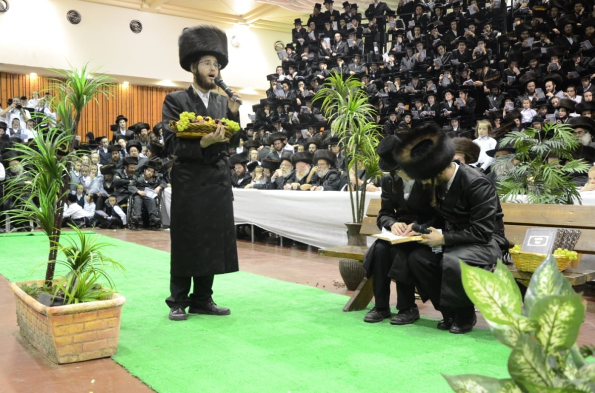 "מנחת הביכורים" מוגשת לאדמו"ר מצאנז • וידאו מיוחד