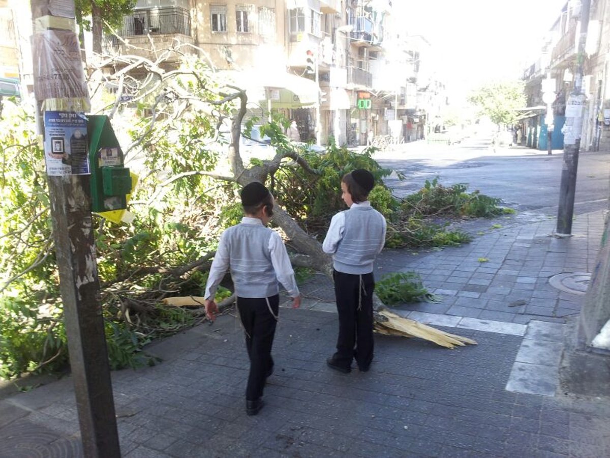 נס בכיכר השבת: עץ קרס בערב שבת, איש לא נפגע