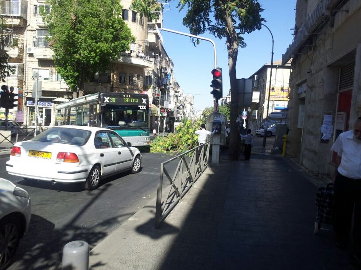 נס בכיכר השבת: עץ קרס בערב שבת, איש לא נפגע