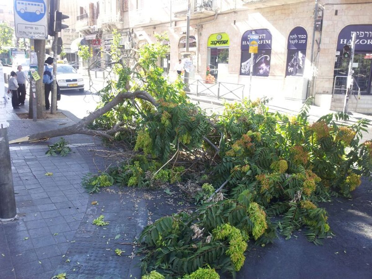 נס בכיכר השבת: עץ קרס בערב שבת, איש לא נפגע