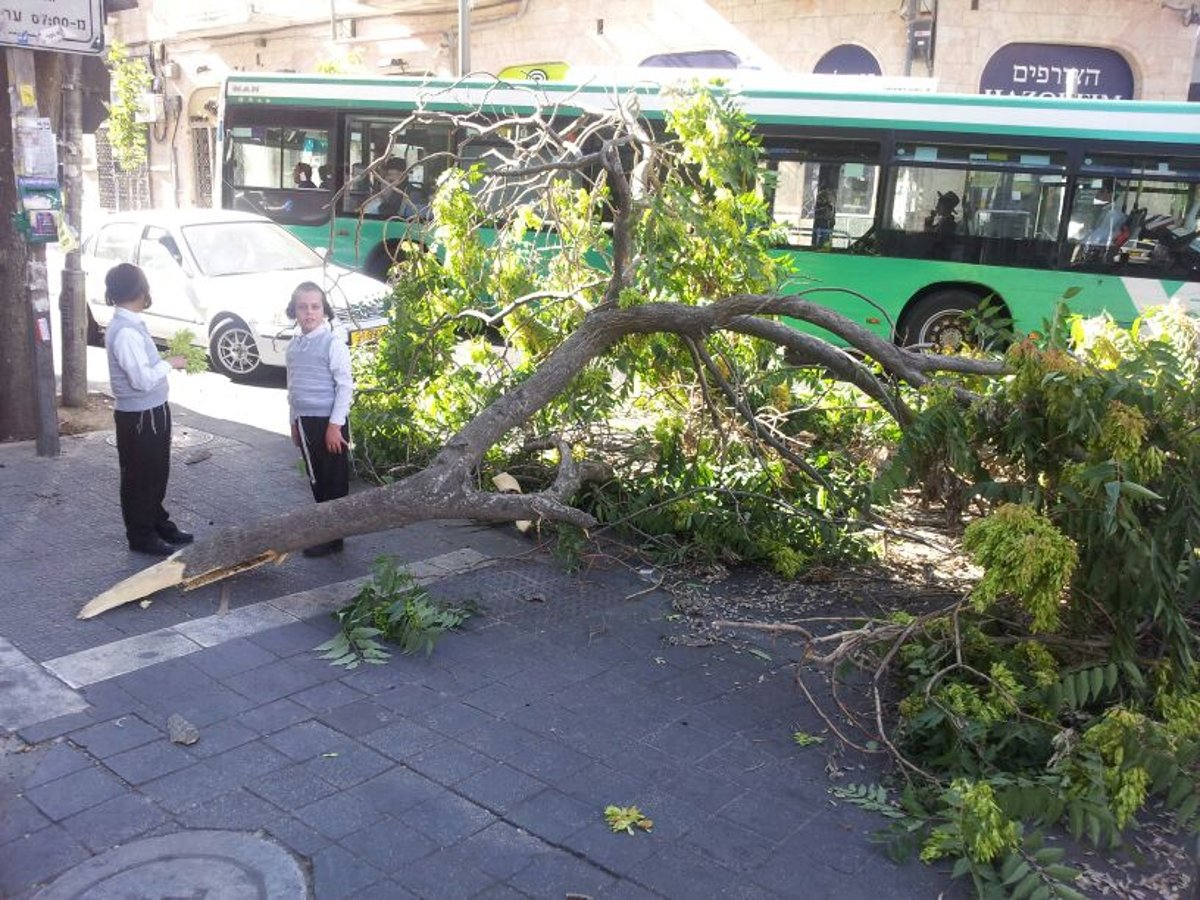 נס בכיכר השבת: עץ קרס בערב שבת, איש לא נפגע