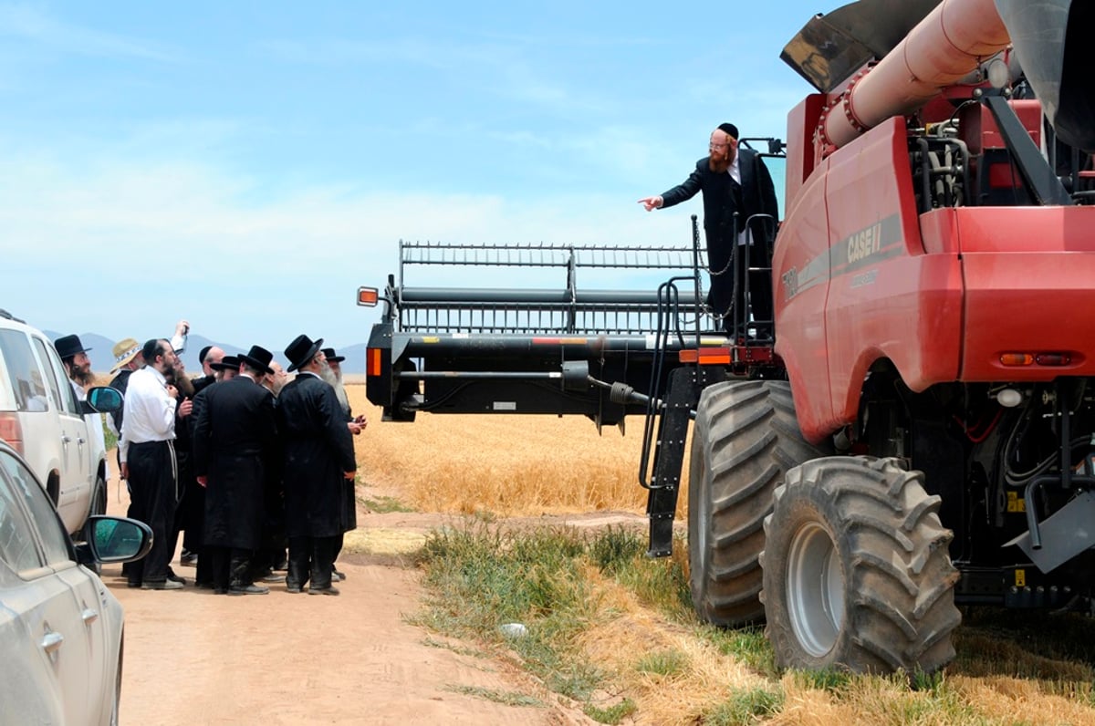 הקציר של הרבי סאטמר: צפו בגלרית ענק מאריזונה