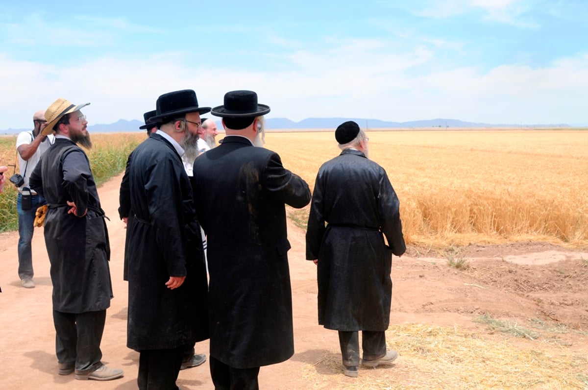 הקציר של הרבי סאטמר: צפו בגלרית ענק מאריזונה