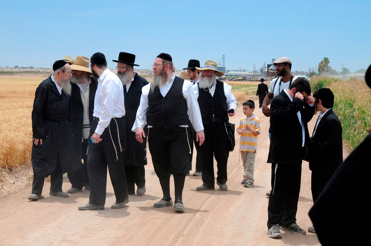 הקציר של הרבי סאטמר: צפו בגלרית ענק מאריזונה