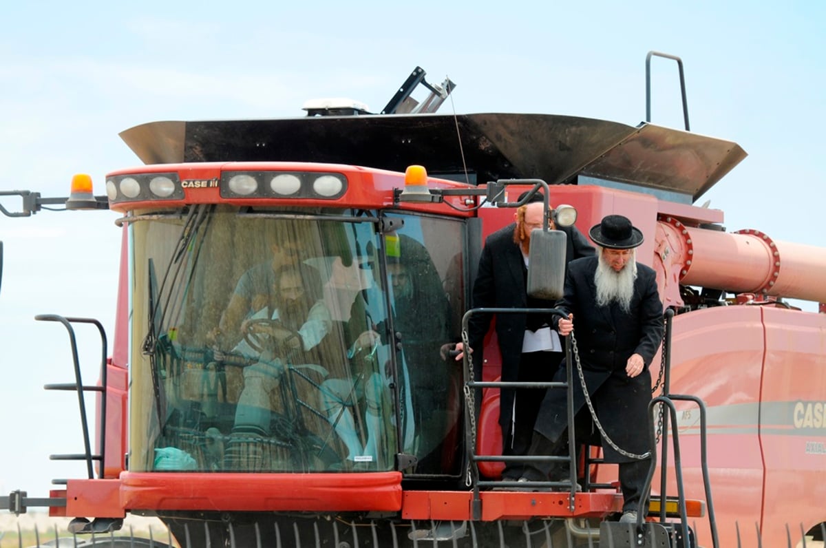 הקציר של הרבי סאטמר: צפו בגלרית ענק מאריזונה