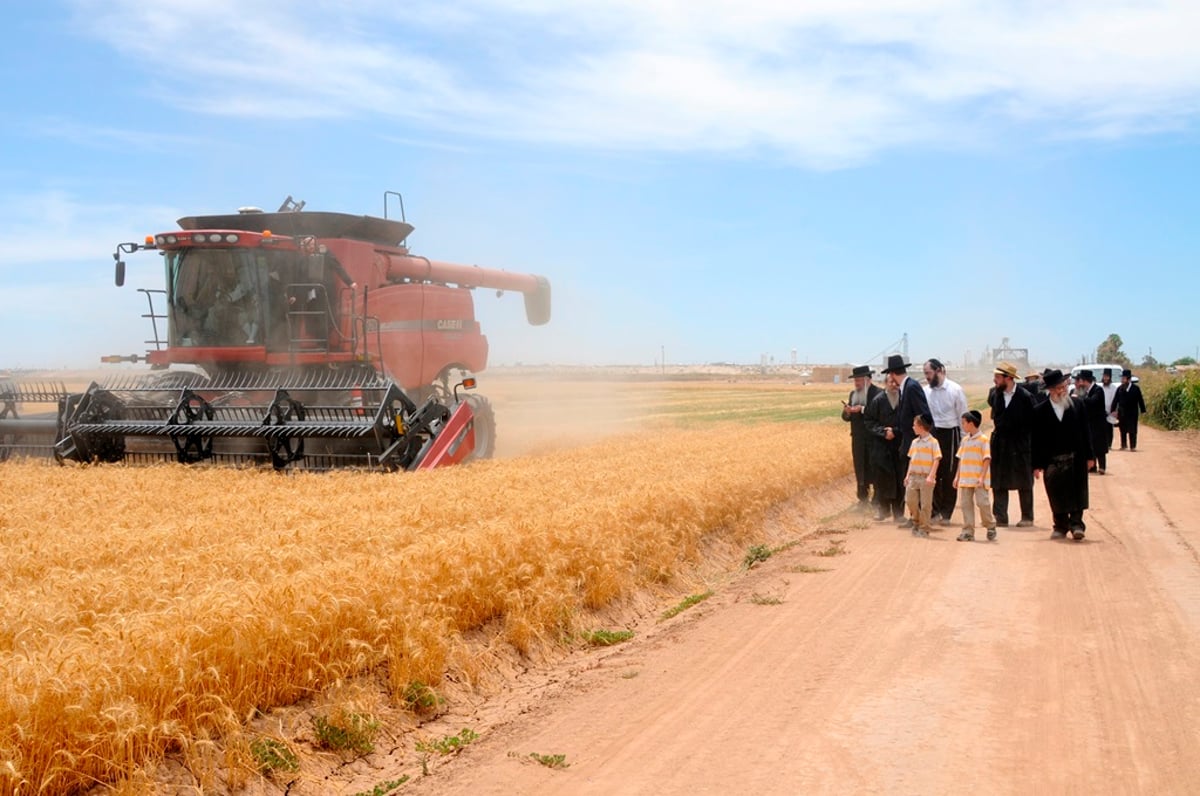 הקציר של הרבי סאטמר: צפו בגלרית ענק מאריזונה