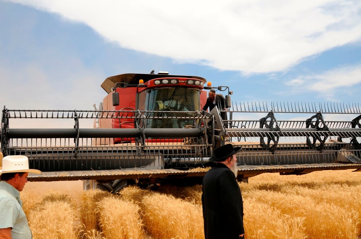 הקציר של הרבי סאטמר: צפו בגלרית ענק מאריזונה