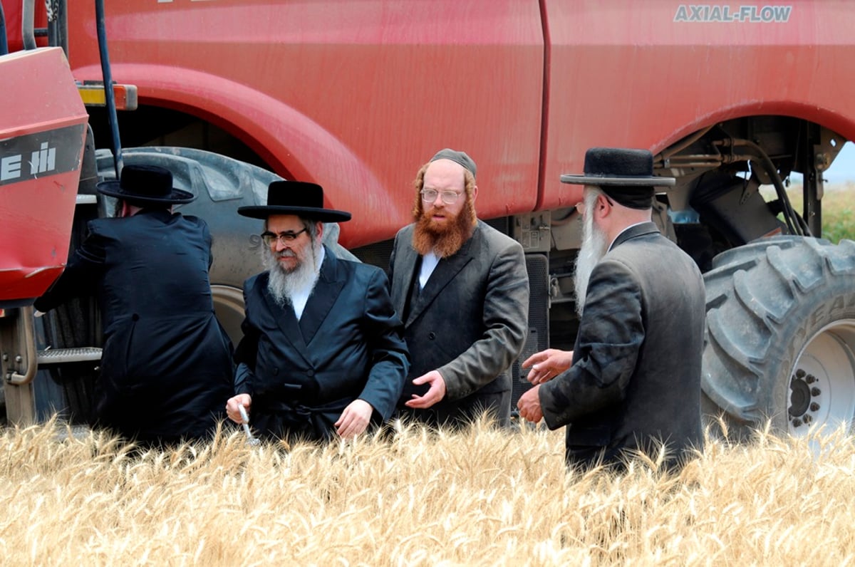 הקציר של הרבי סאטמר: צפו בגלרית ענק מאריזונה