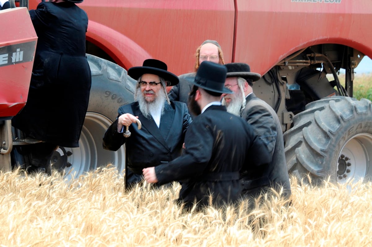 הקציר של הרבי סאטמר: צפו בגלרית ענק מאריזונה