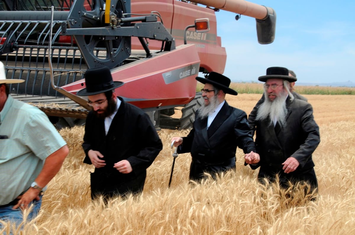 הקציר של הרבי סאטמר: צפו בגלרית ענק מאריזונה