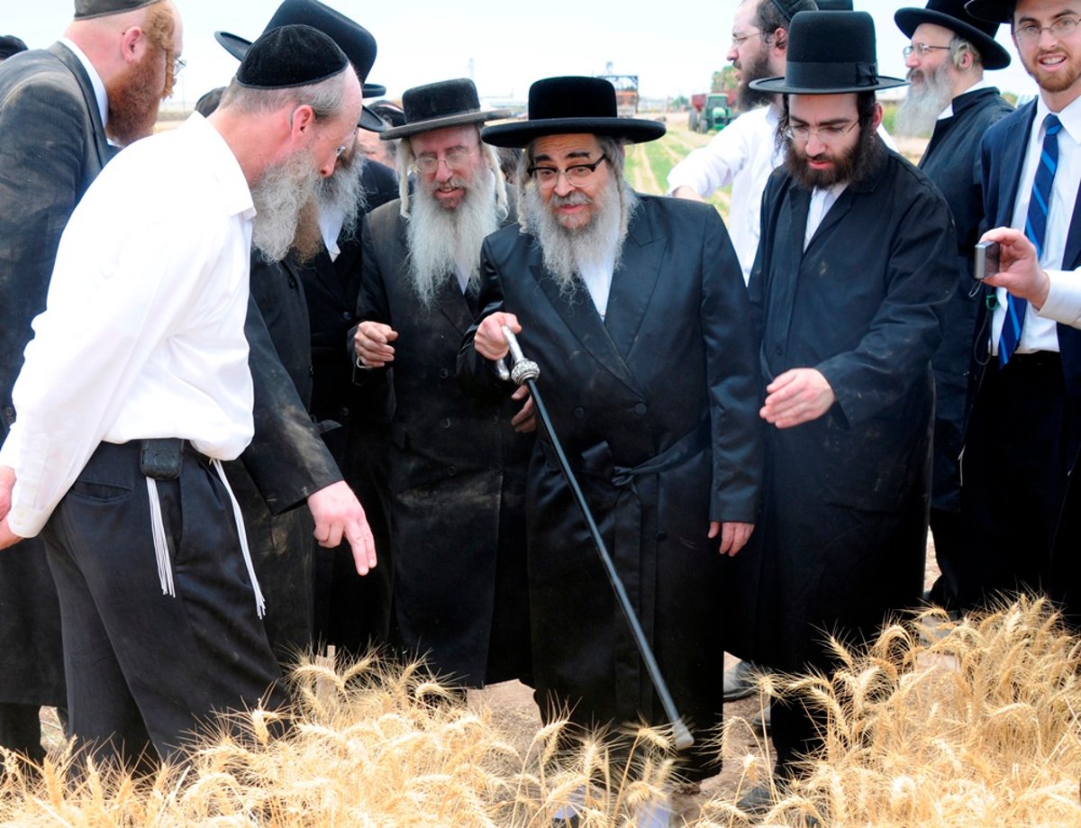 הקציר של הרבי סאטמר: צפו בגלרית ענק מאריזונה