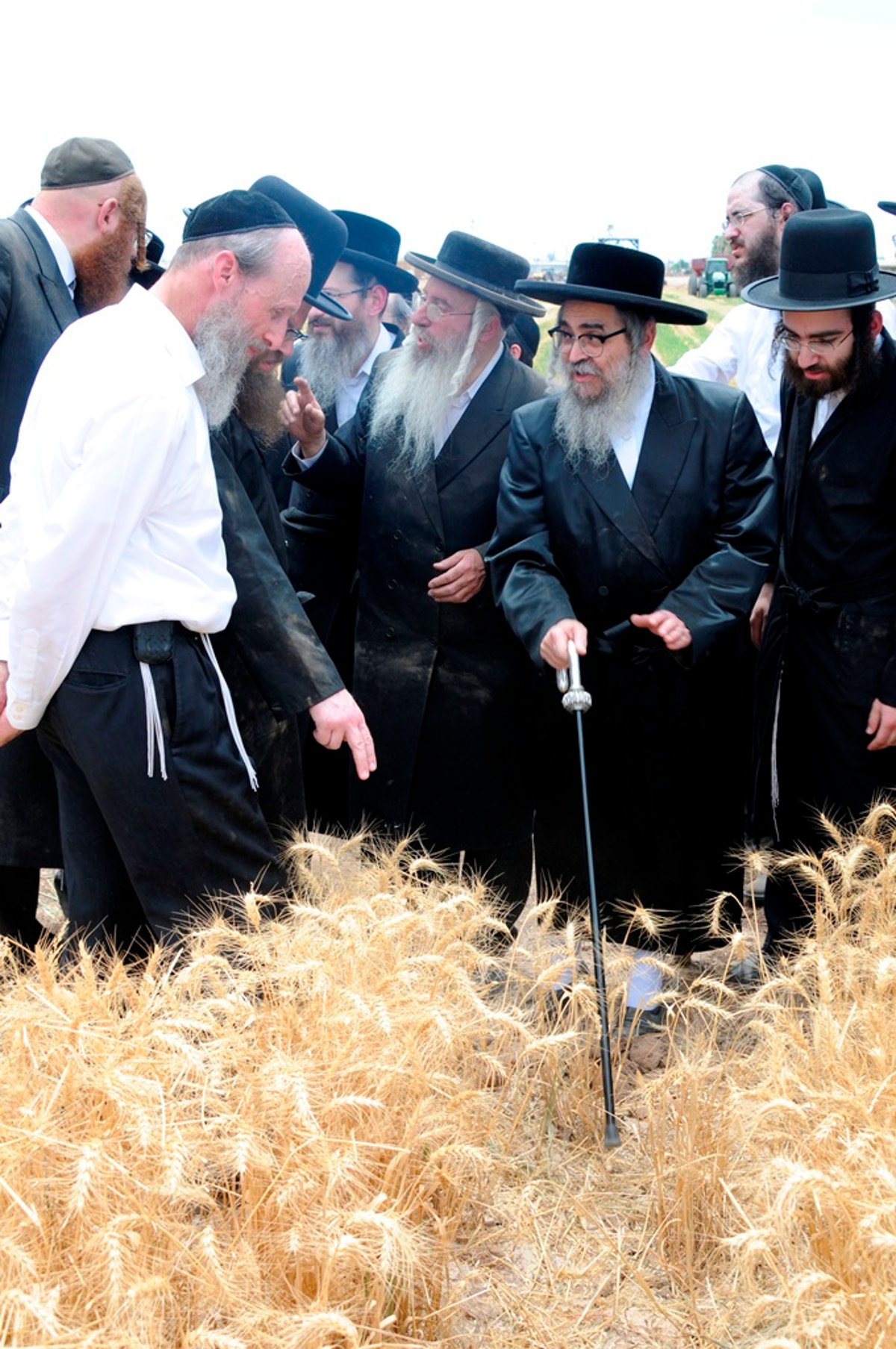 הקציר של הרבי סאטמר: צפו בגלרית ענק מאריזונה