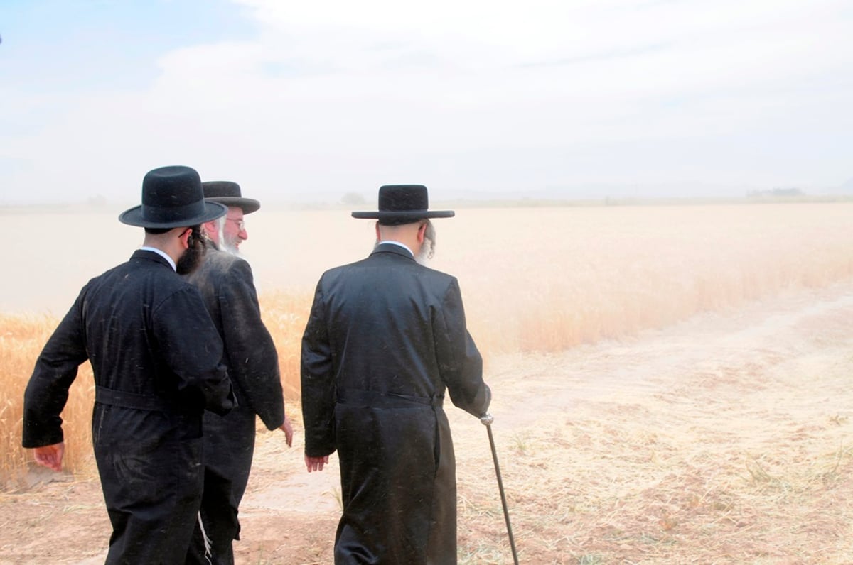 הקציר של הרבי סאטמר: צפו בגלרית ענק מאריזונה