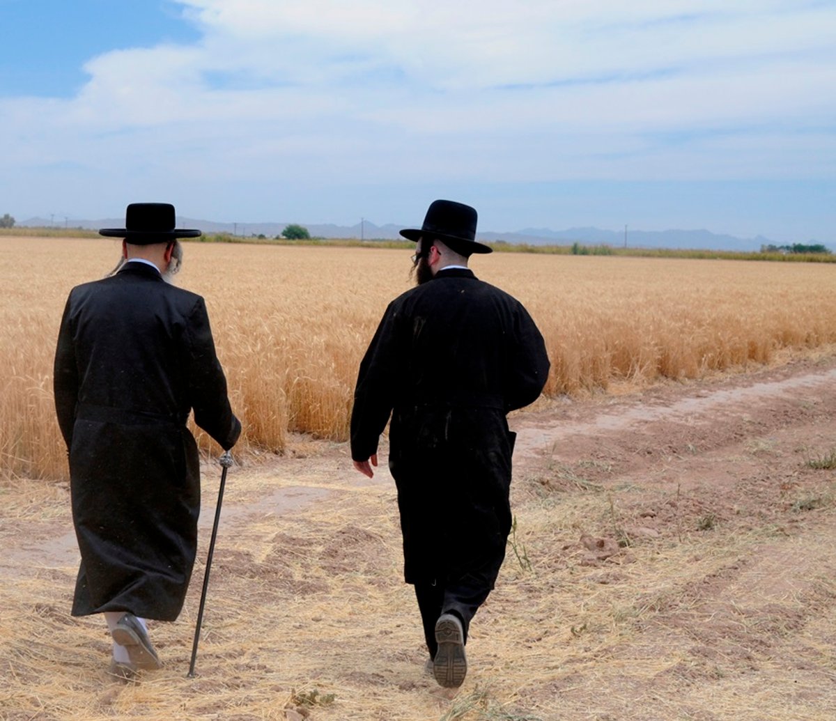 הקציר של הרבי סאטמר: צפו בגלרית ענק מאריזונה