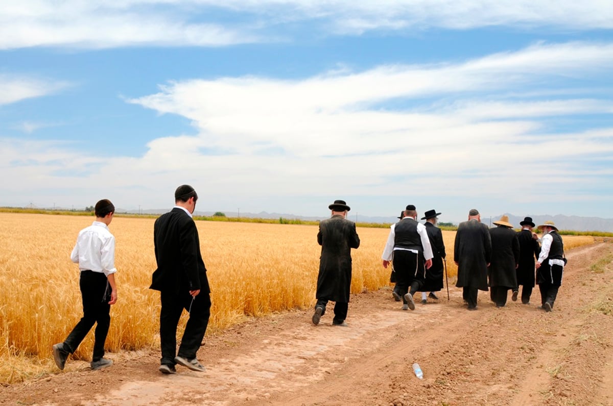 הקציר של הרבי סאטמר: צפו בגלרית ענק מאריזונה