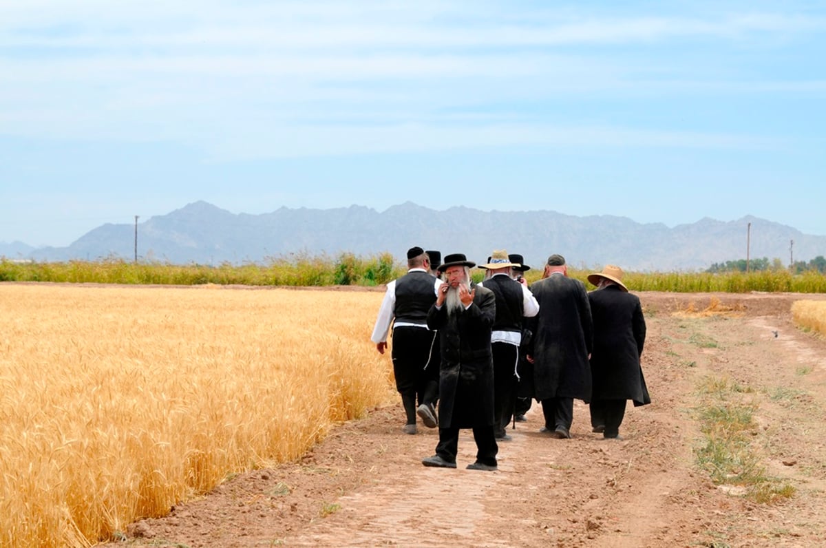 הקציר של הרבי סאטמר: צפו בגלרית ענק מאריזונה