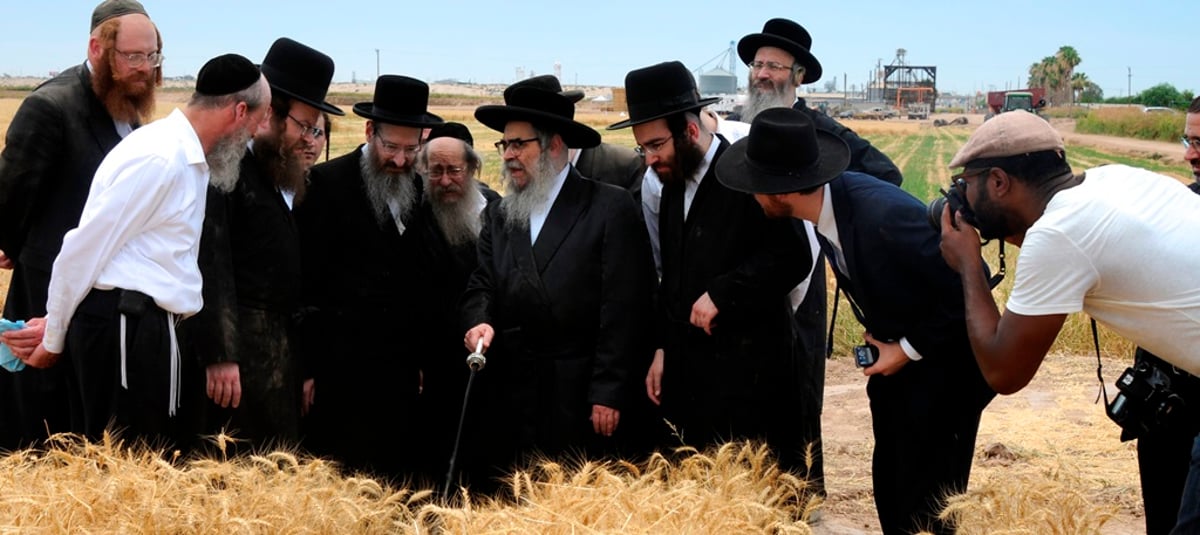 הקציר של הרבי סאטמר: צפו בגלרית ענק מאריזונה