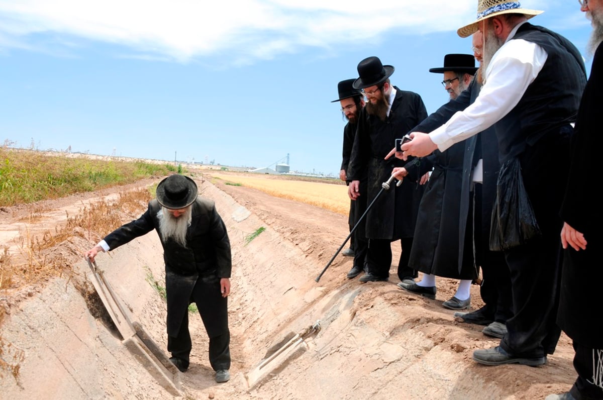 הקציר של הרבי סאטמר: צפו בגלרית ענק מאריזונה