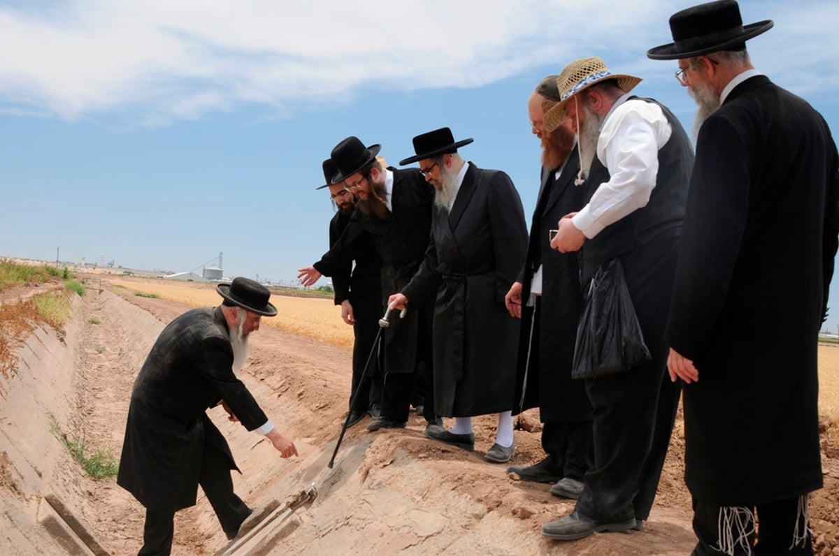 הקציר של הרבי סאטמר: צפו בגלרית ענק מאריזונה