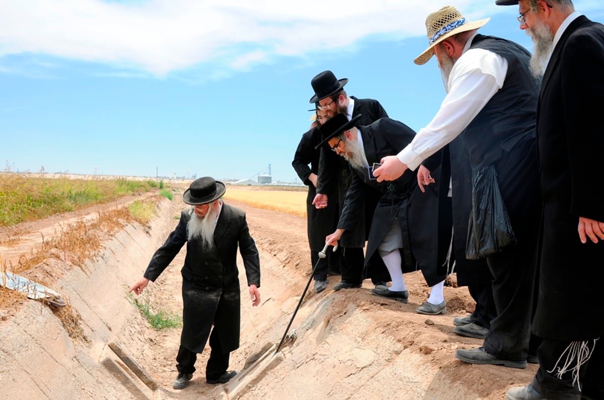 הקציר של הרבי סאטמר: צפו בגלרית ענק מאריזונה