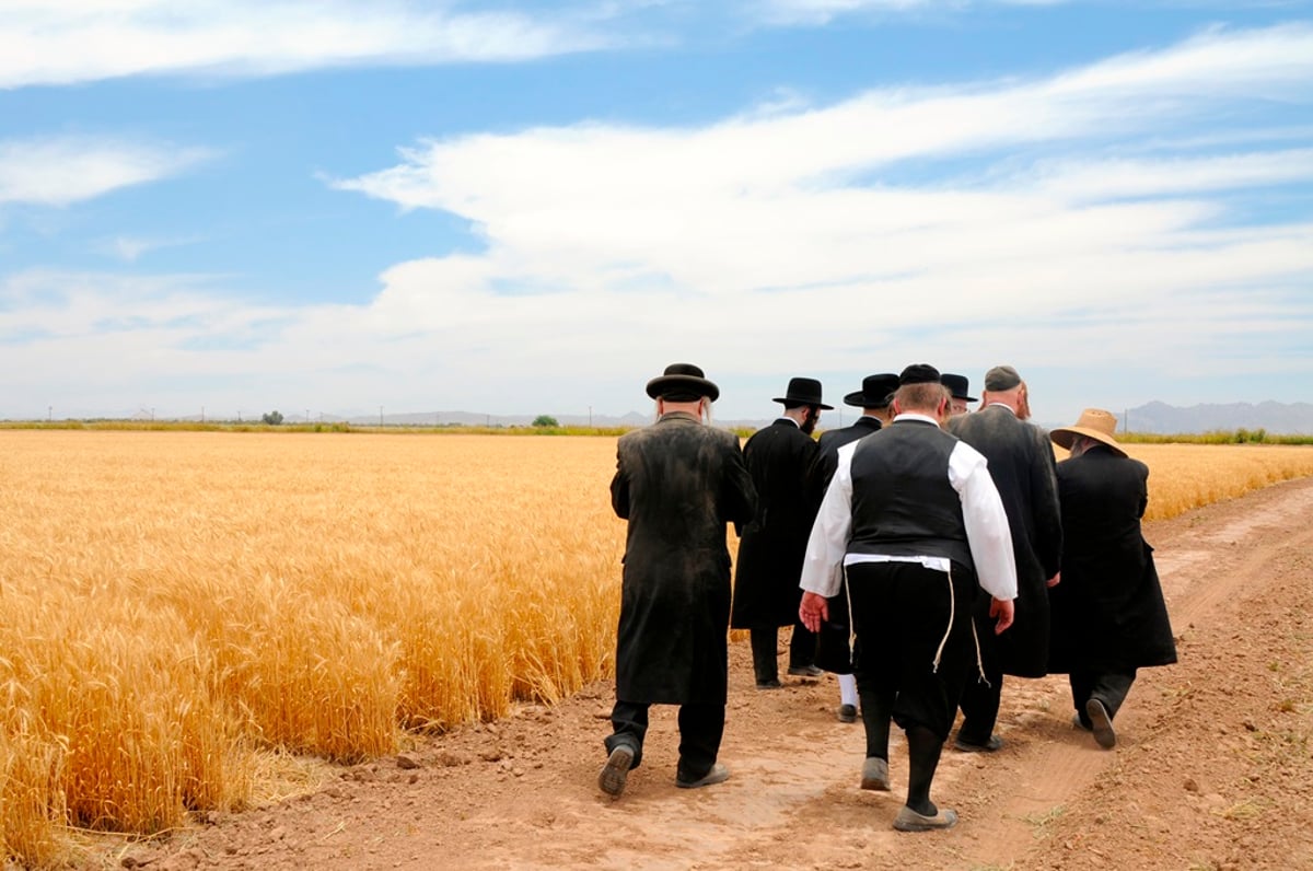 הקציר של הרבי סאטמר: צפו בגלרית ענק מאריזונה