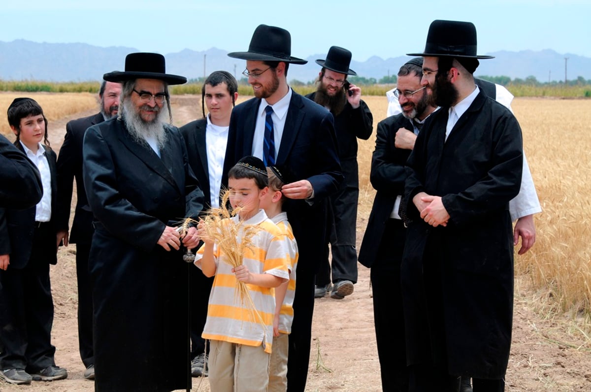 הקציר של הרבי סאטמר: צפו בגלרית ענק מאריזונה