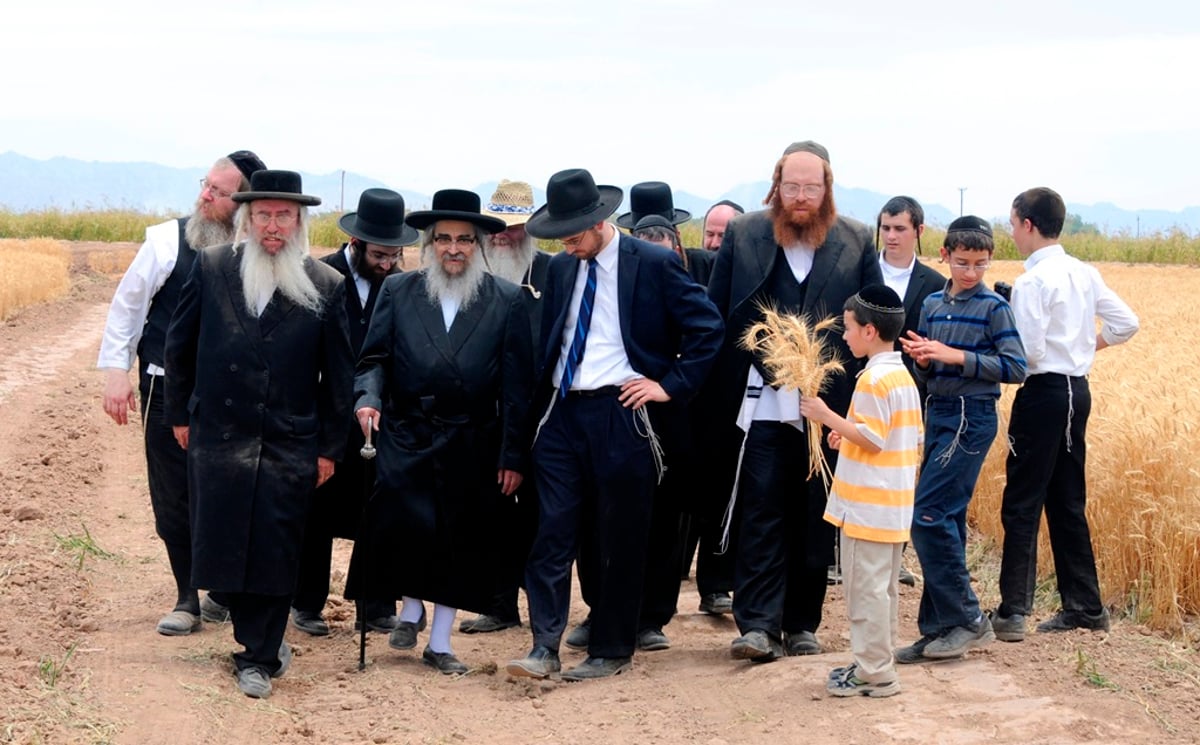 הקציר של הרבי סאטמר: צפו בגלרית ענק מאריזונה