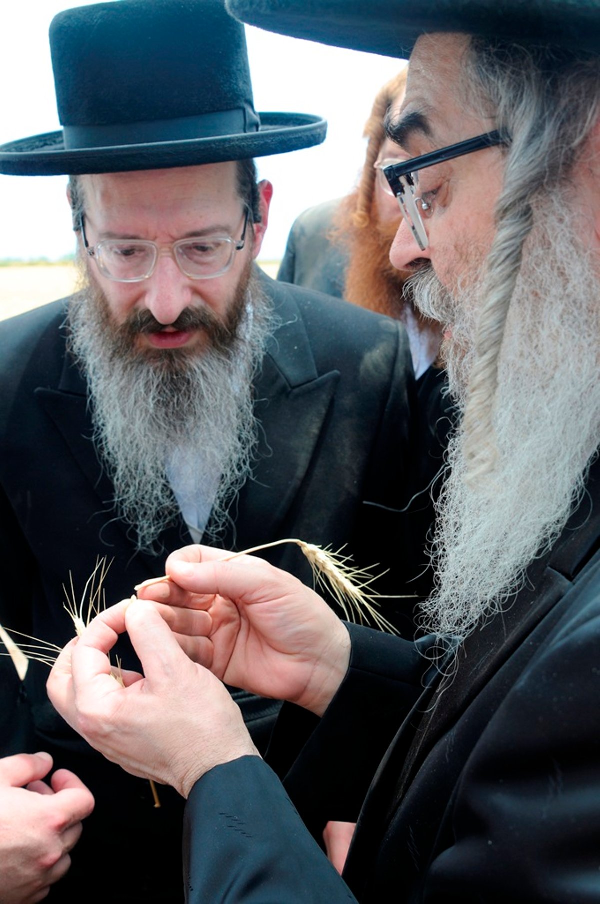 הקציר של הרבי סאטמר: צפו בגלרית ענק מאריזונה