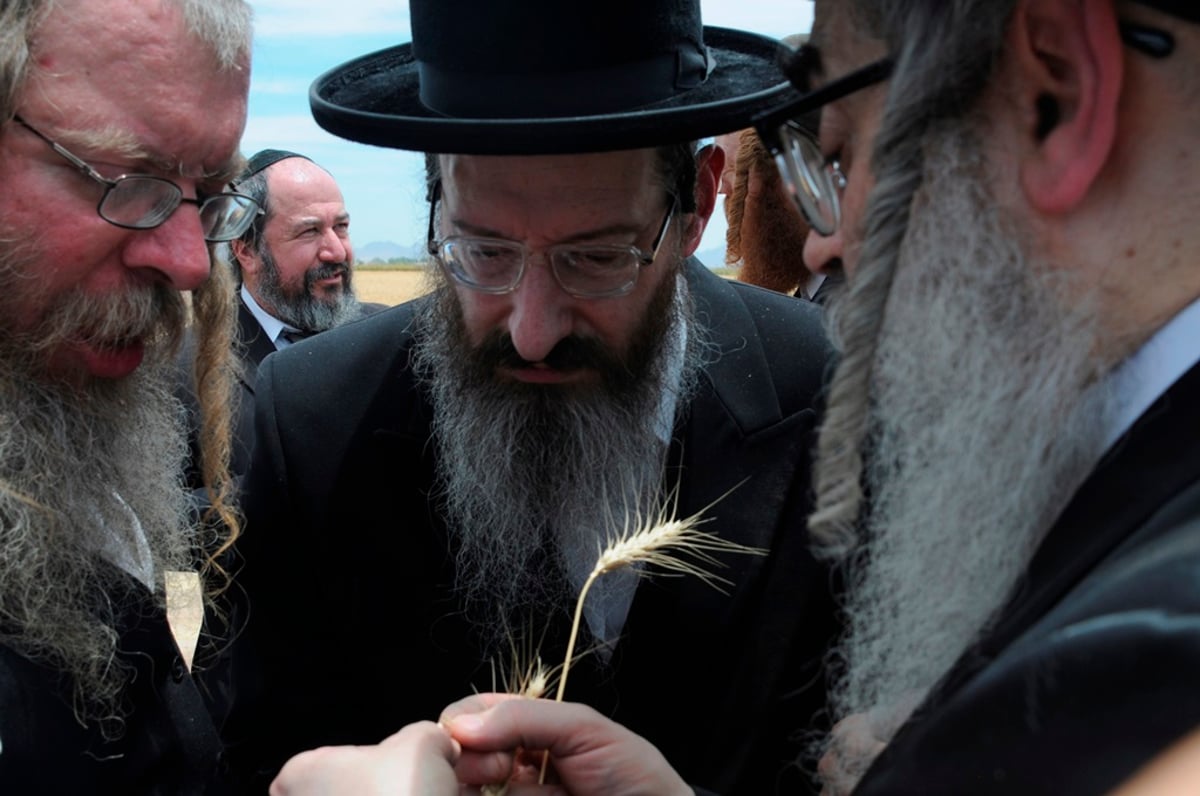 הקציר של הרבי סאטמר: צפו בגלרית ענק מאריזונה