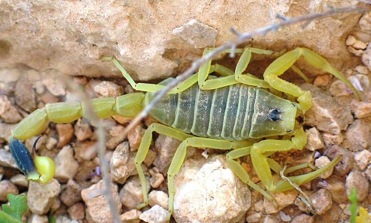 עקרב צהוב