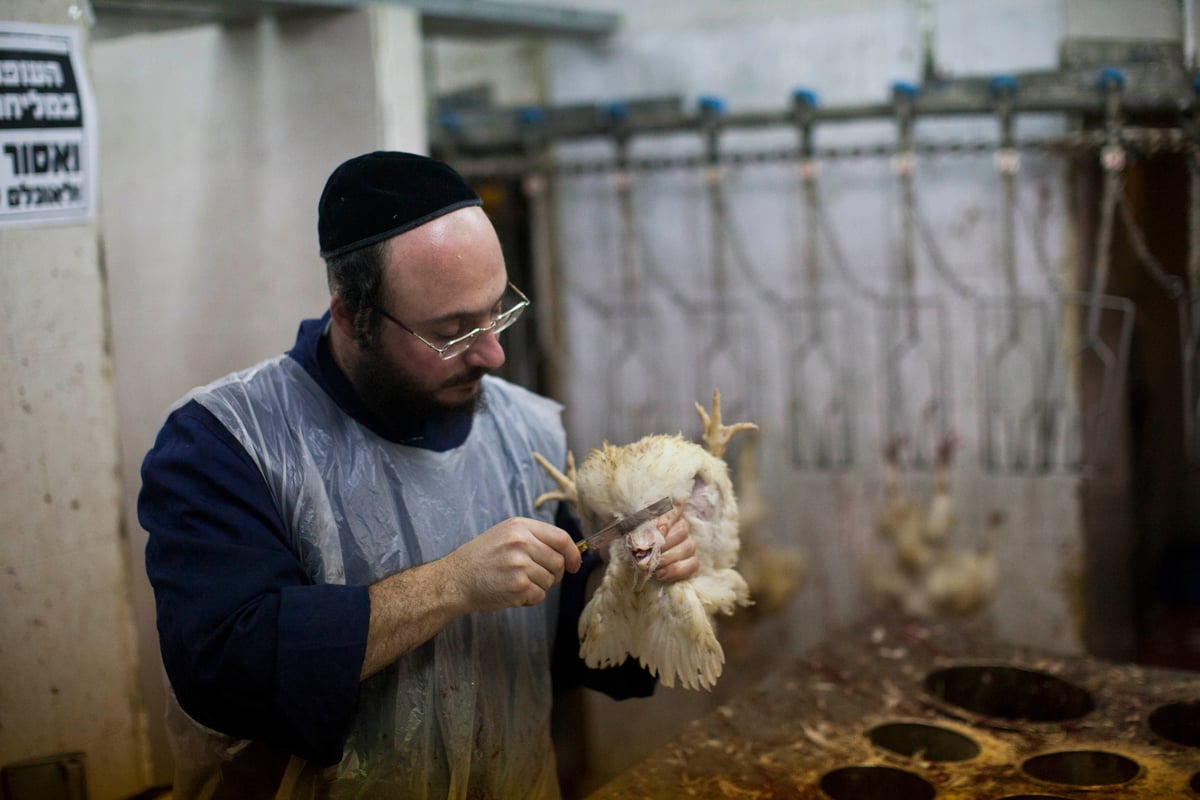 זֶה הַתַּרְנְגוֹל יֵלֵךְ לְמִיתָה: "כפרות" במאה שערים • גלריה