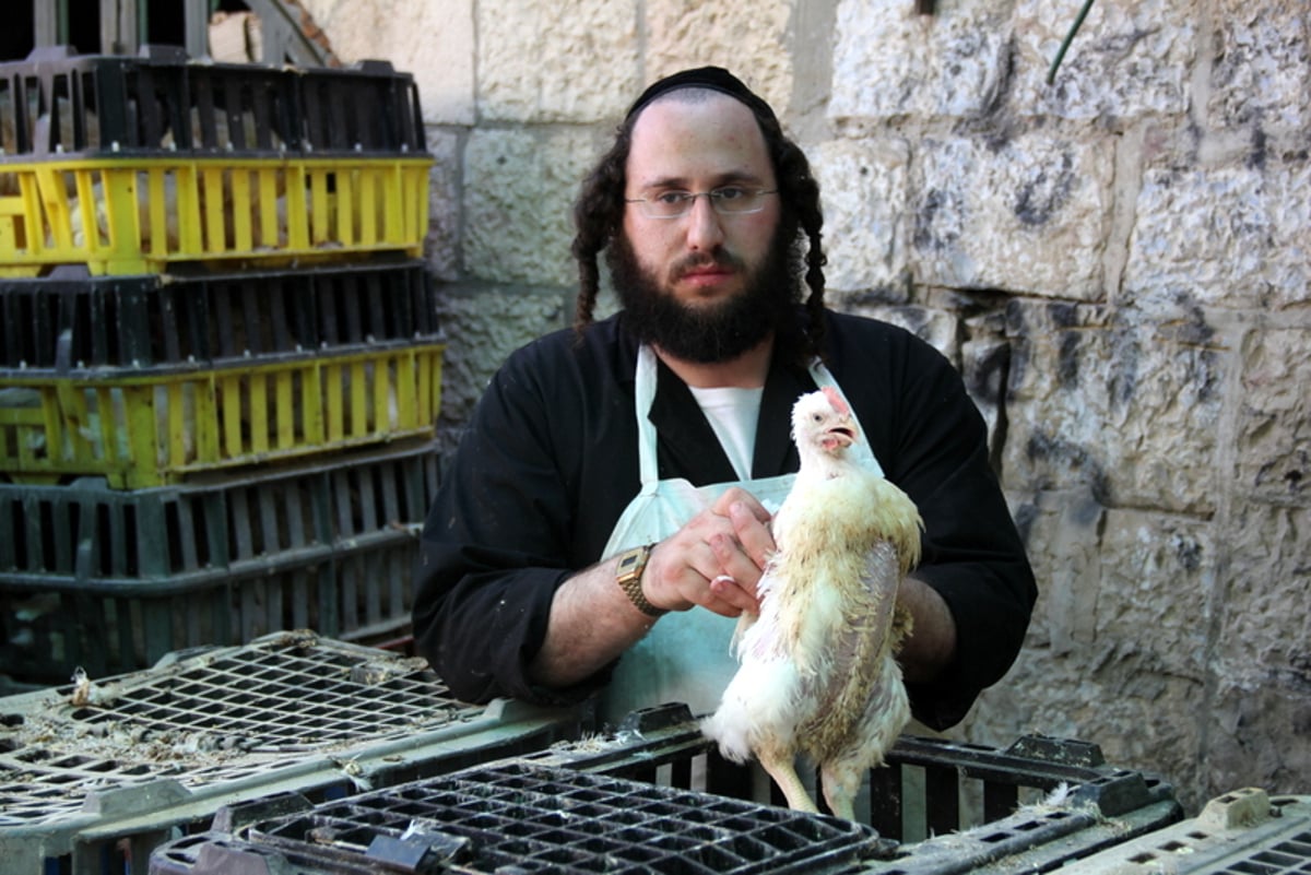 תיעוד ענק: מהכפרות עד השחיטה
