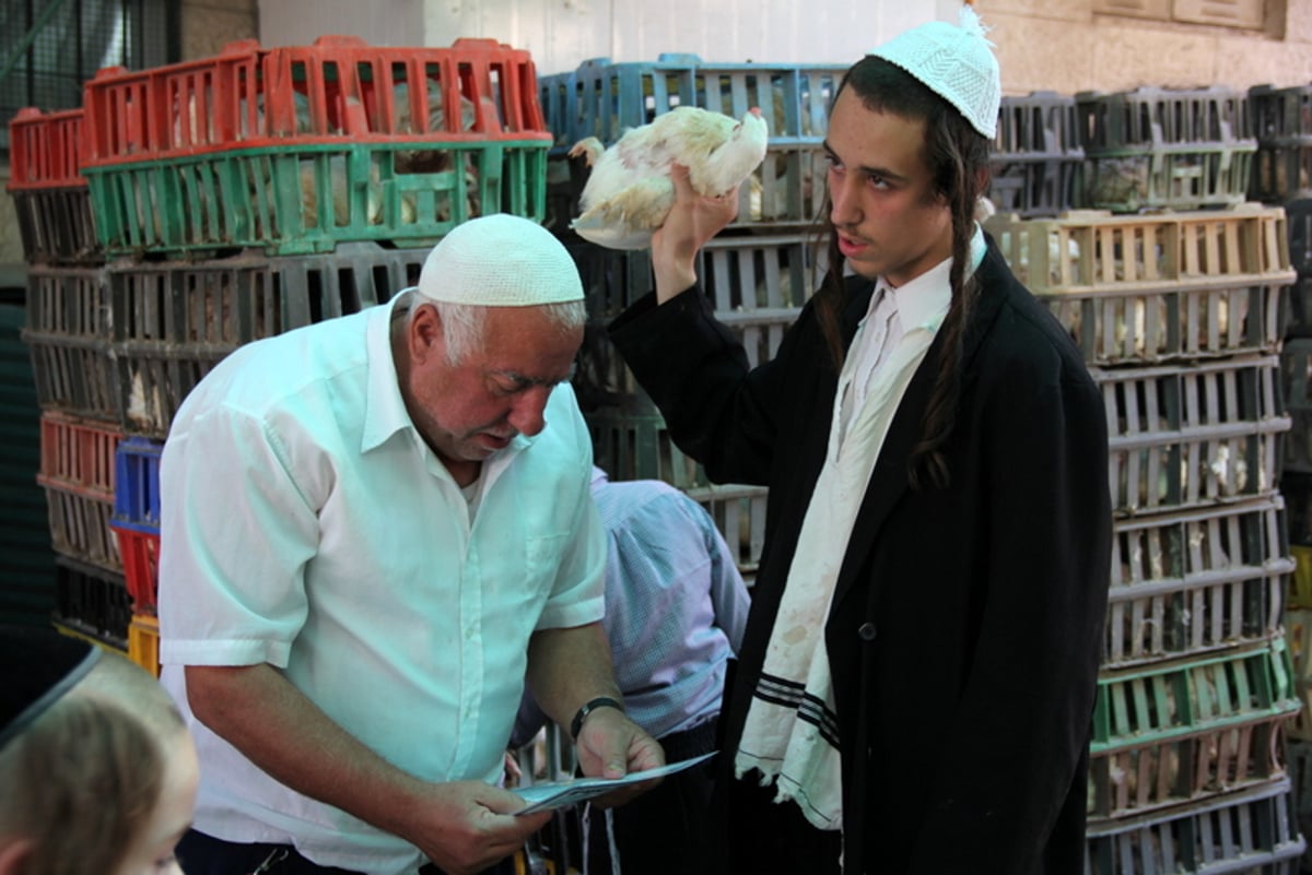 תיעוד ענק: מהכפרות עד השחיטה