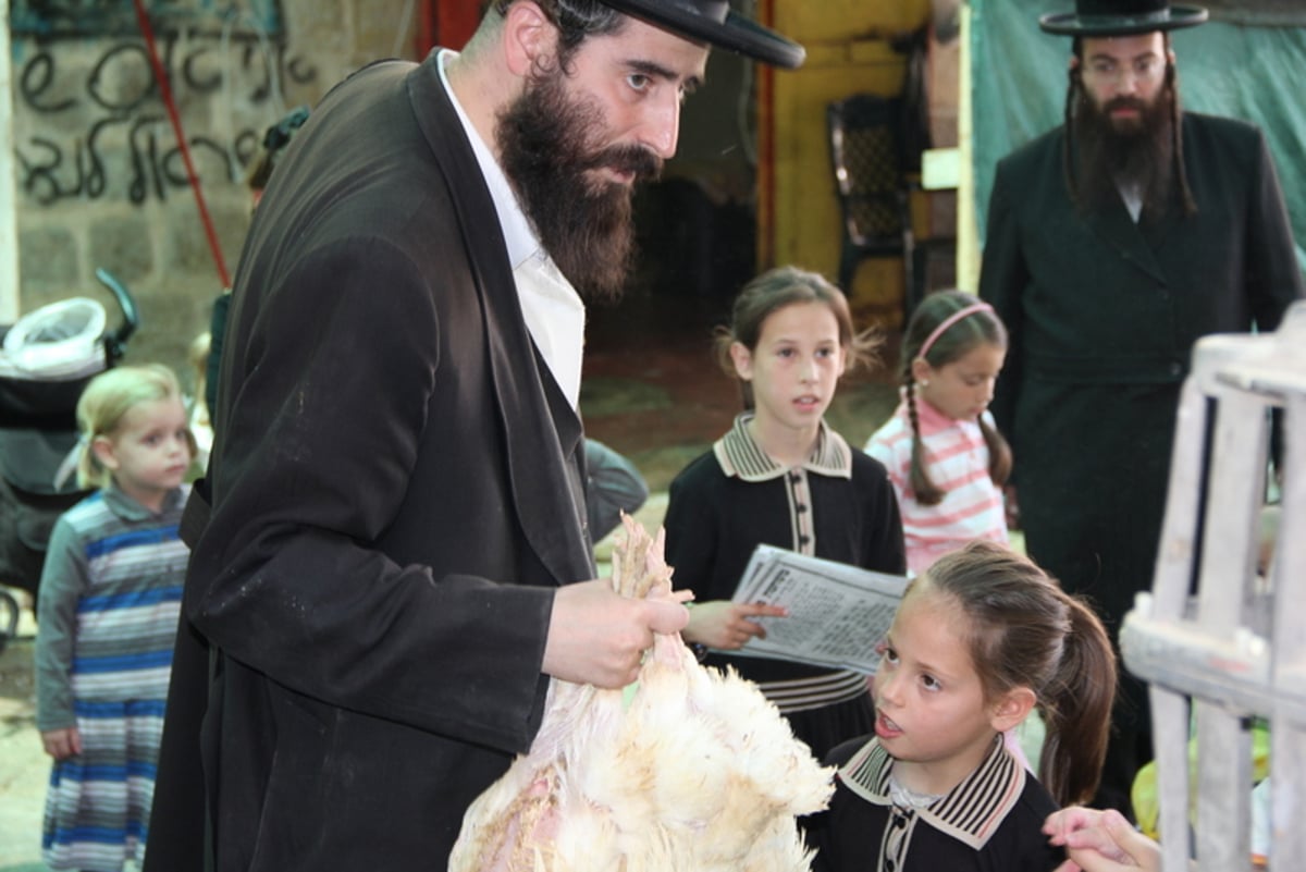 תיעוד ענק: מהכפרות עד השחיטה