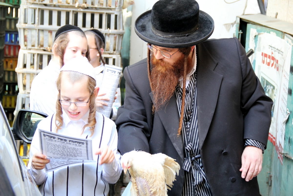תיעוד ענק: מהכפרות עד השחיטה