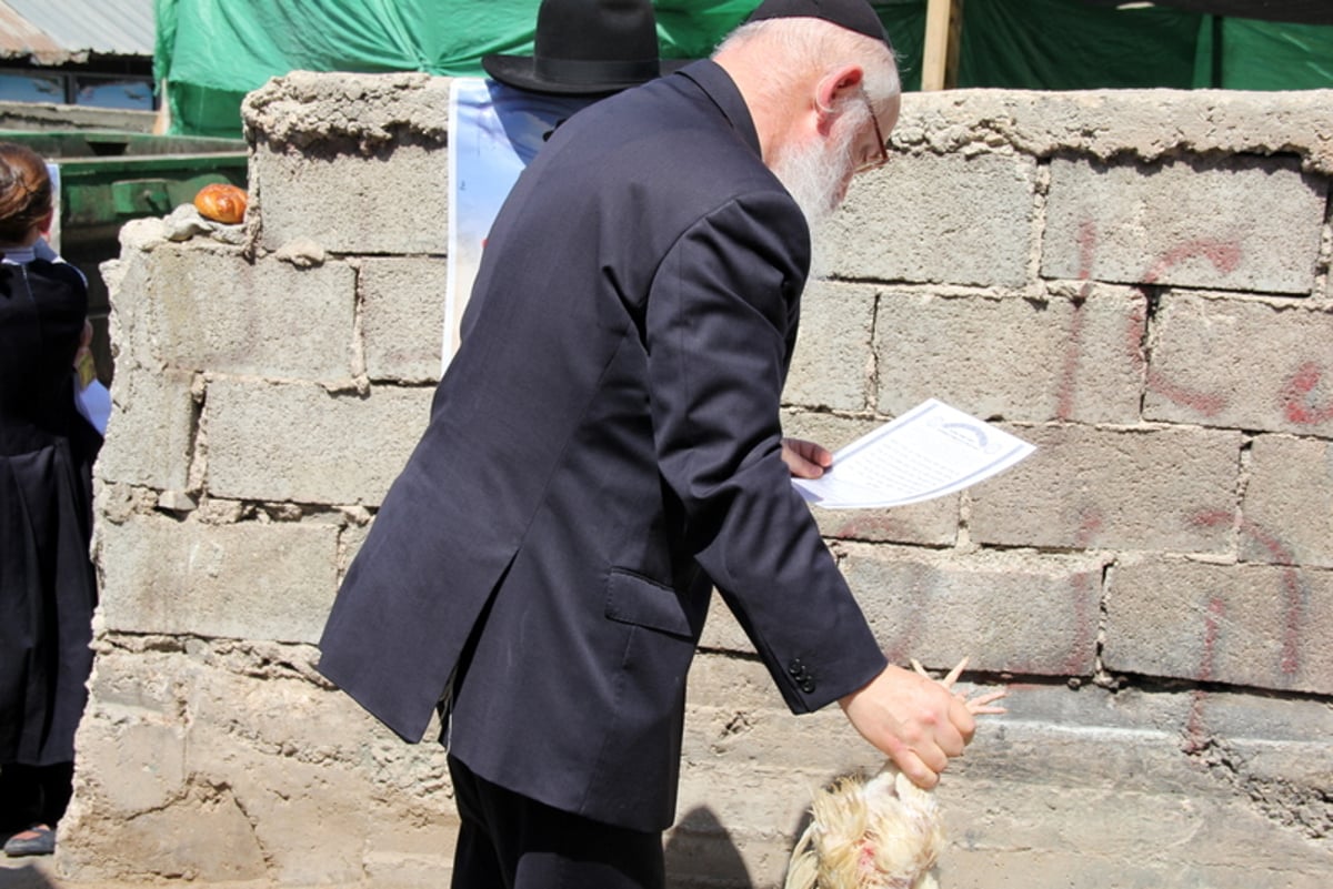 תיעוד ענק: מהכפרות עד השחיטה