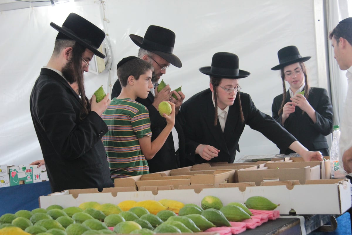 ערב סוכות: גלריה תוססת משוק ארבעת המינים בירושלים