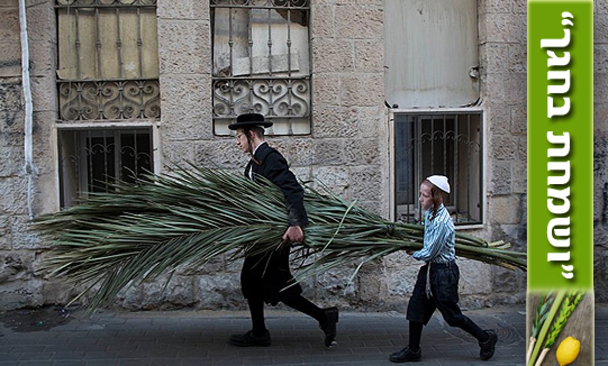 עניין בהלכה: כריתת עצי מאכל לצורך סכך וסוכה