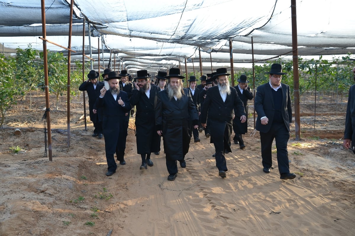 תיעוד: הרבי מקוזניץ בברכת האילנות בפרדס אתרוגים