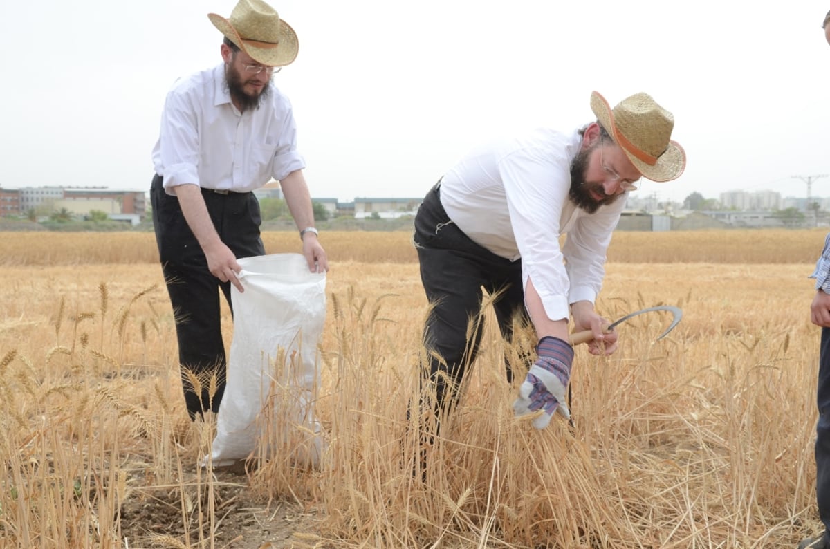 כשנה לפסח: רבנים ואדמו"רים בקציר חיטים