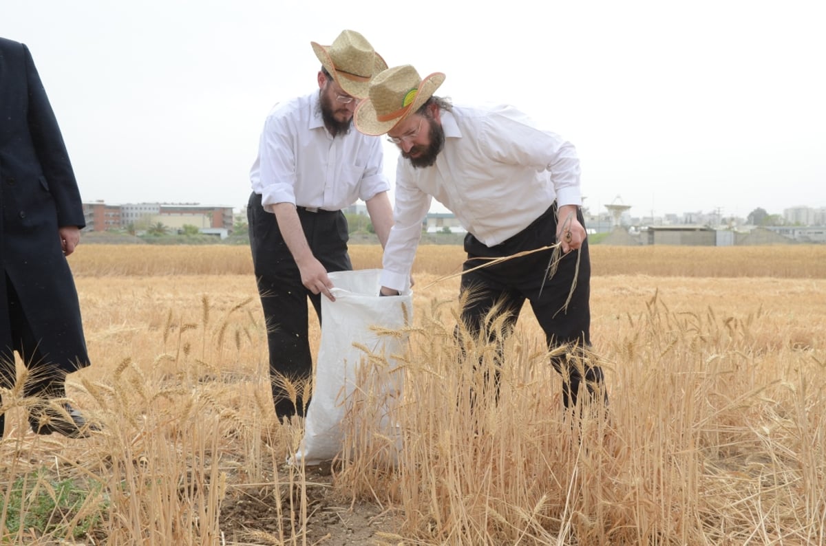 כשנה לפסח: רבנים ואדמו"רים בקציר חיטים