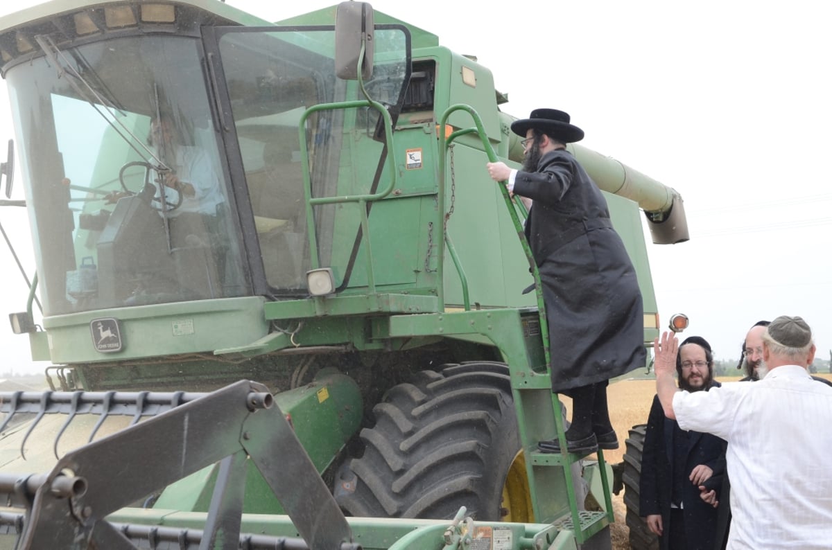 כשנה לפסח: רבנים ואדמו"רים בקציר חיטים