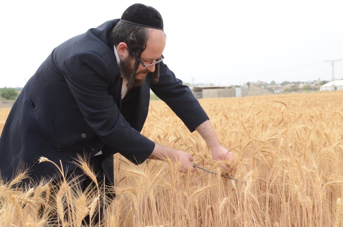 כשנה לפסח: רבנים ואדמו"רים בקציר חיטים