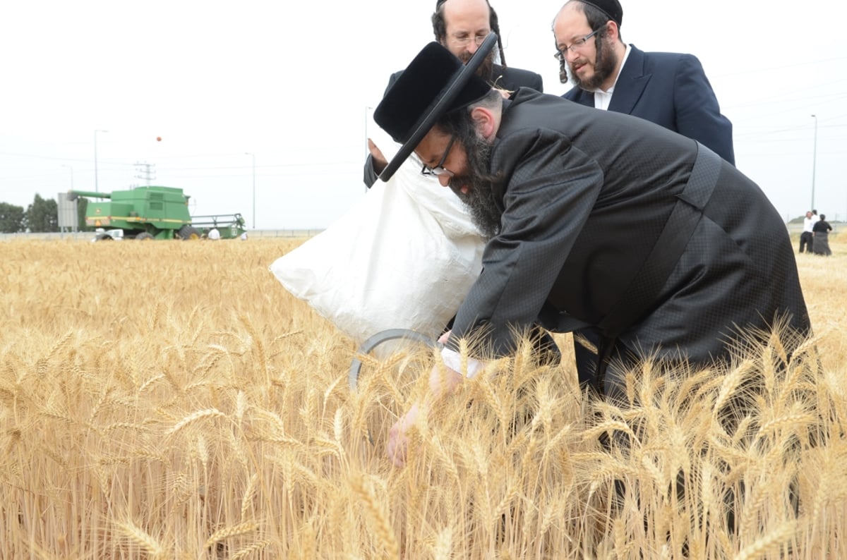 כשנה לפסח: רבנים ואדמו"רים בקציר חיטים